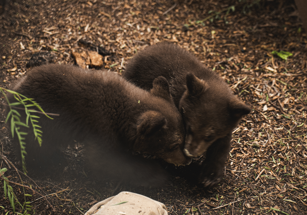 Bears