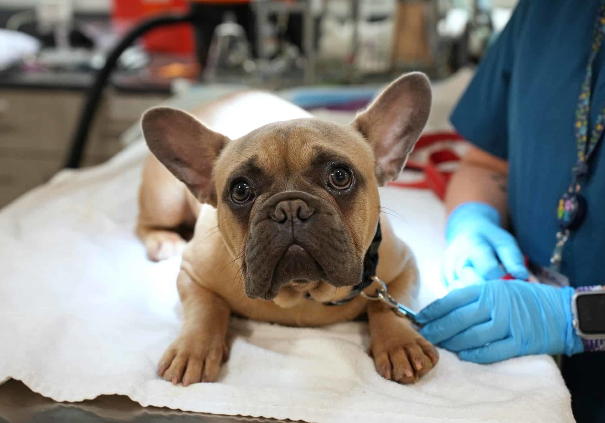 A french bulldog being examined at the vet