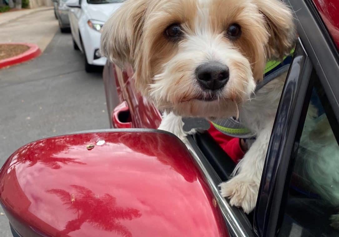 COVID 19 Positive Outcomes During Trying Times