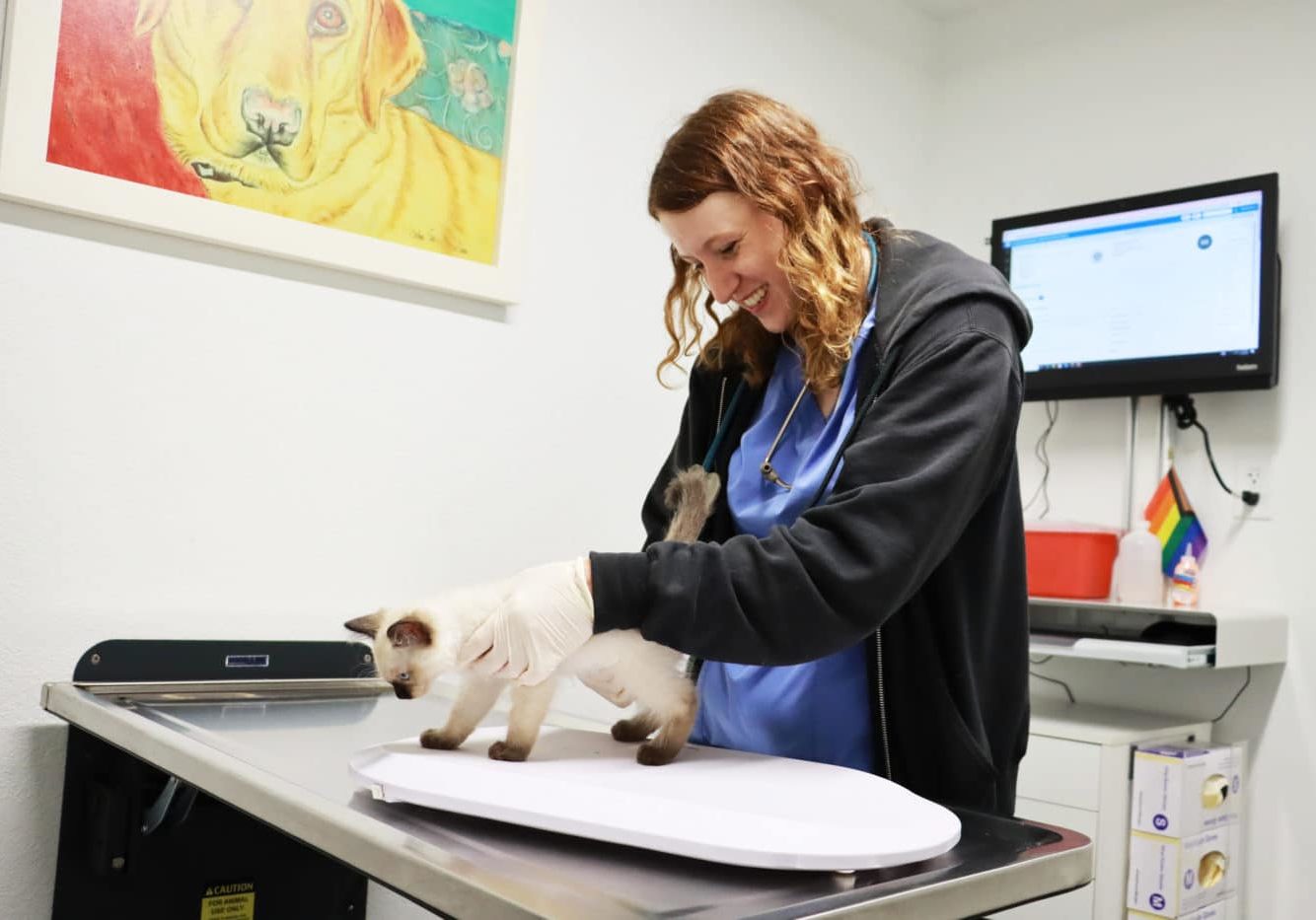 A kitten getting examined at the vet