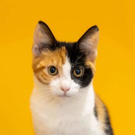 Carlotta 961806 PT SDC 080525 9