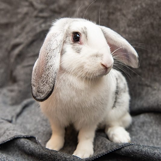 A white bunny with grey spots on a grey blanket