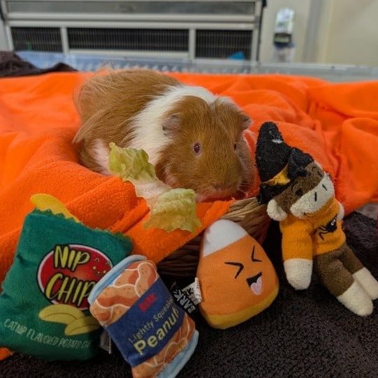 guinea pig with toys