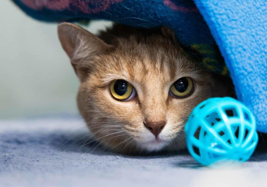 City Of San Diego Budget Cuts