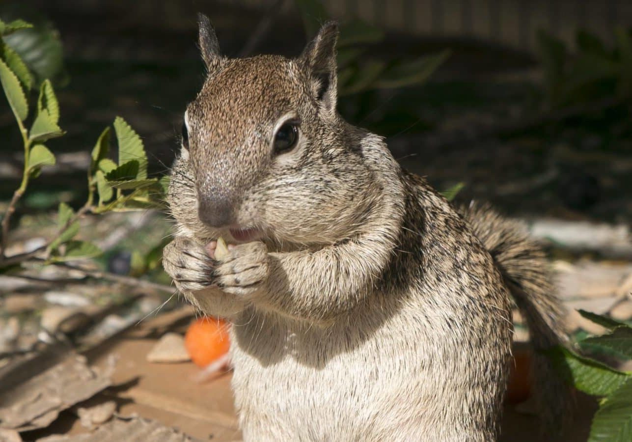 Squirrel.jpg