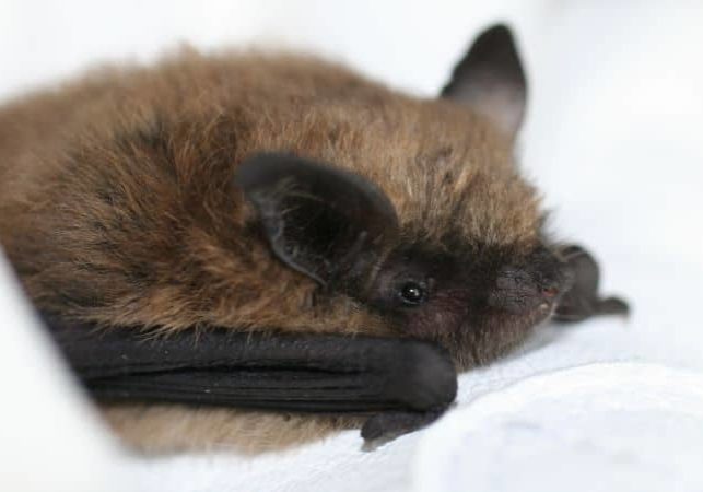 CoexistBat