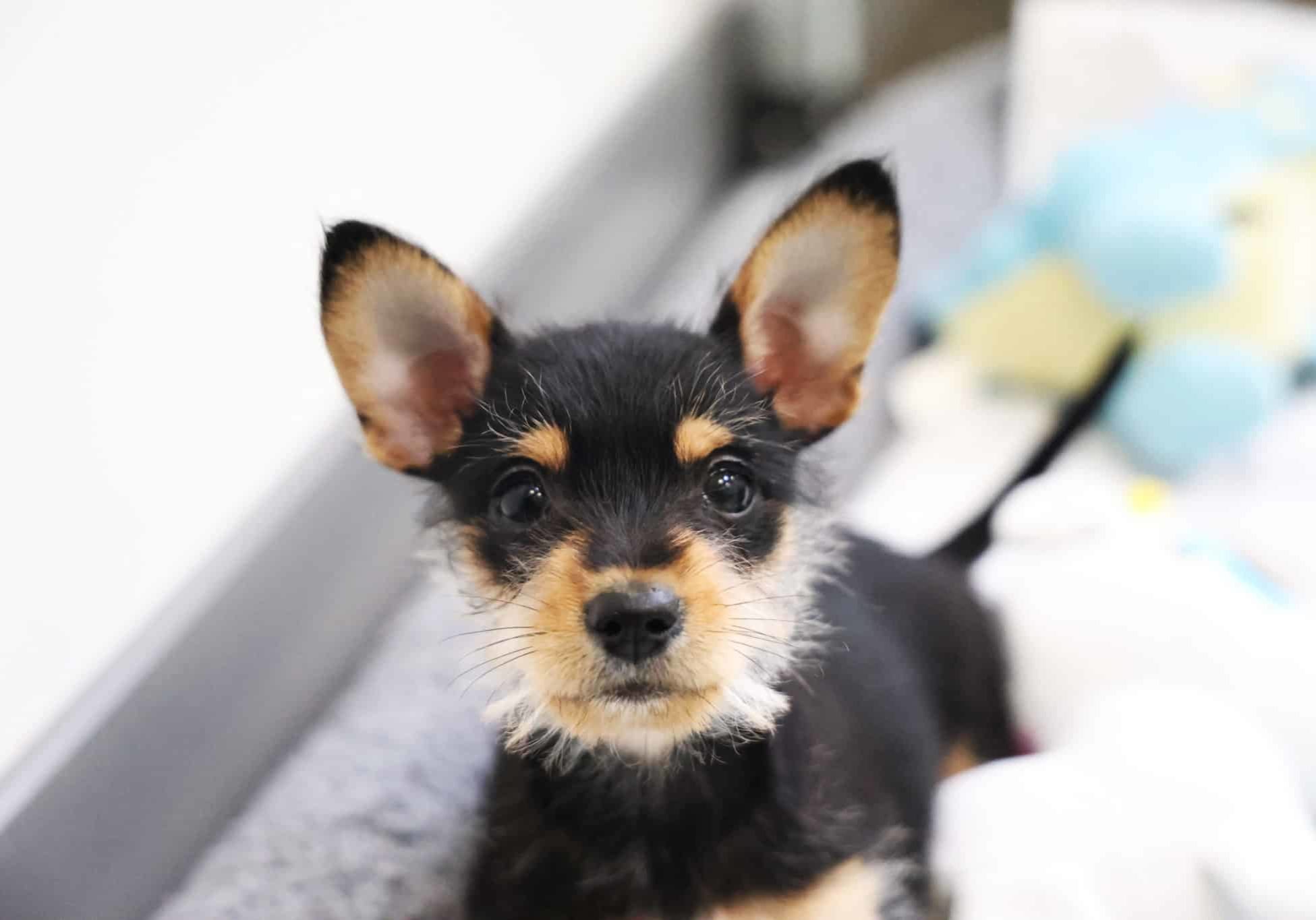 A black and tan puppy looking up at the camera