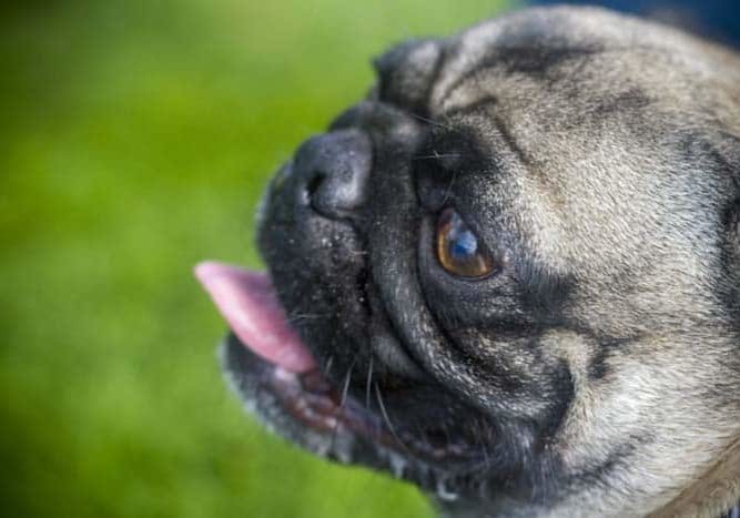 Dangers Of Cannabis For Pets