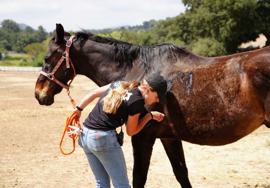 Day 16 Julian Rescue Horse Farrier And Vet Day 05162026 17