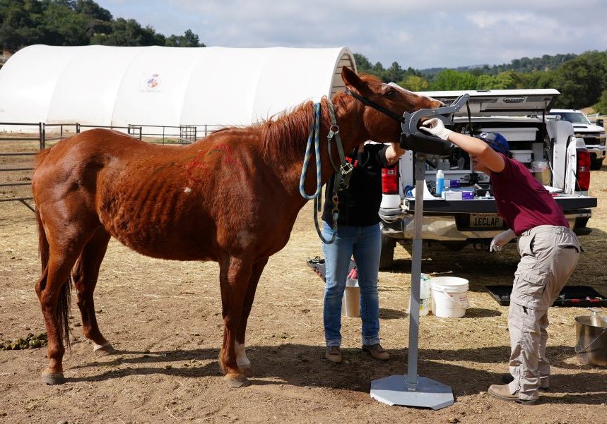 Day 16 Julian Rescue Horse Farrier And Vet Day 05162026 2