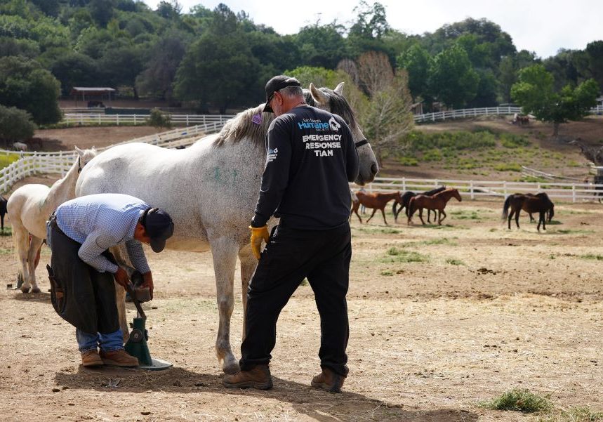 Day 16 Julian Rescue Horse Farrier And Vet Day 05162026 5