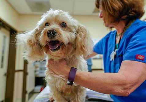 A small fluffy dog on a table being examined by a person in scrubs