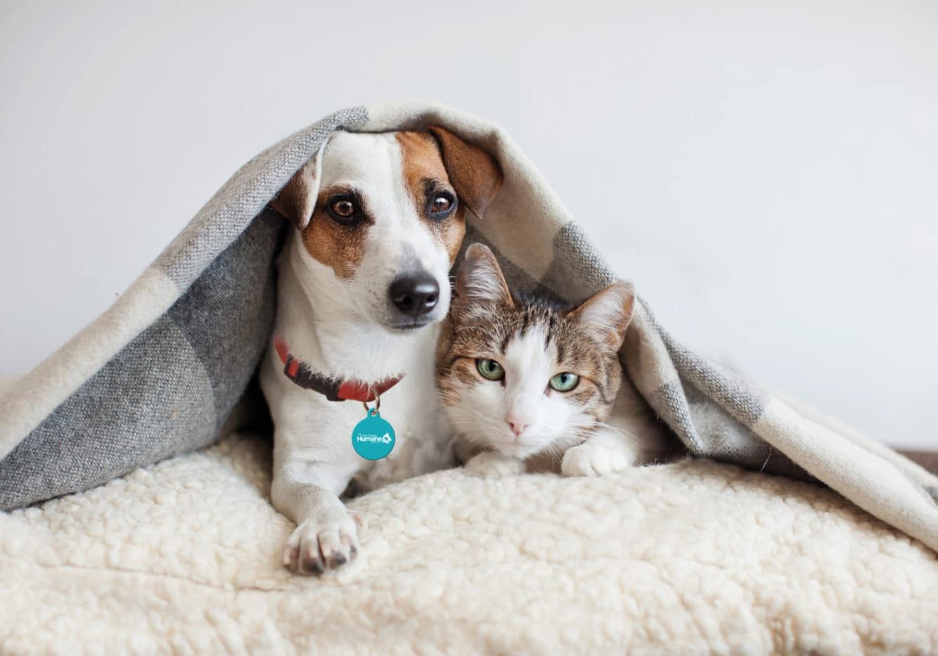Dog And Cat