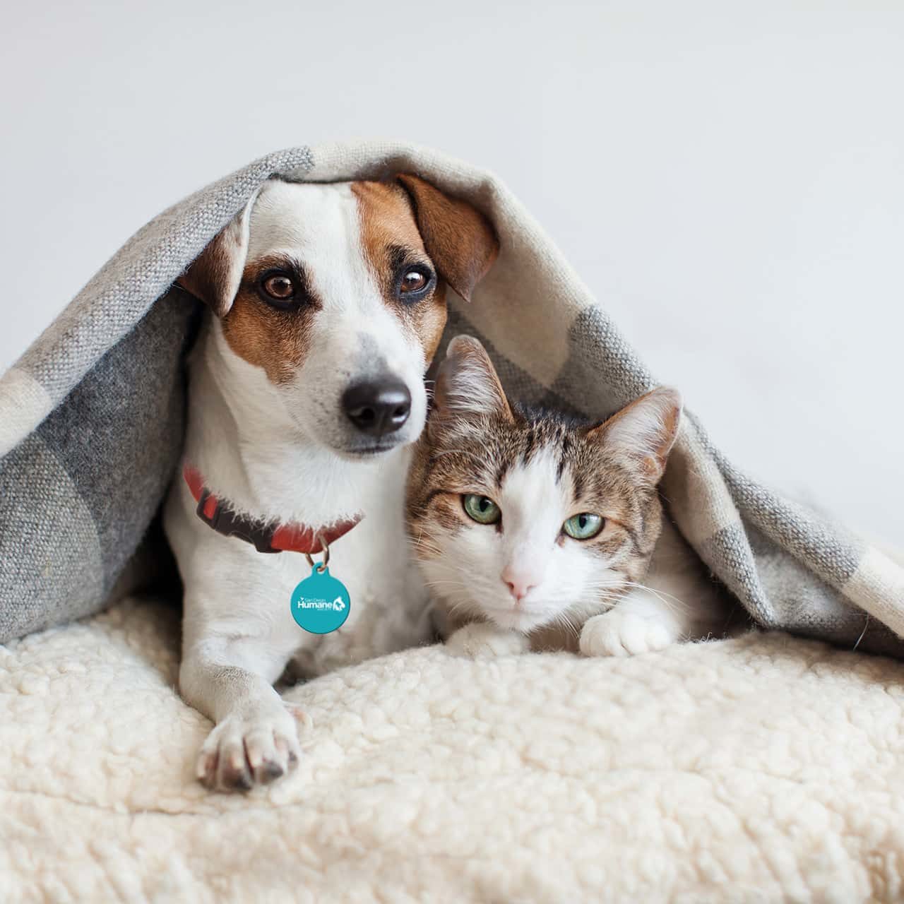 Dog And Cat