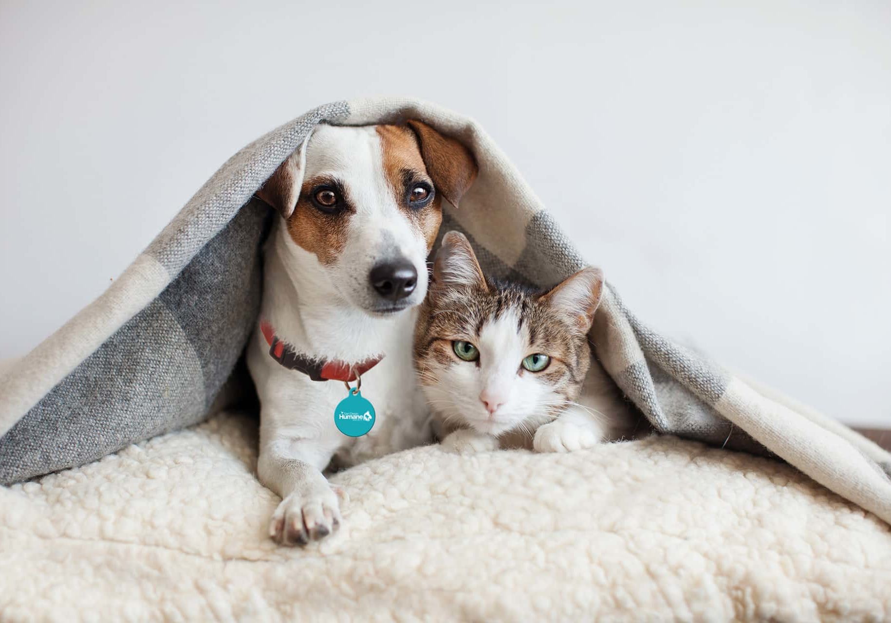 Dog And Cat