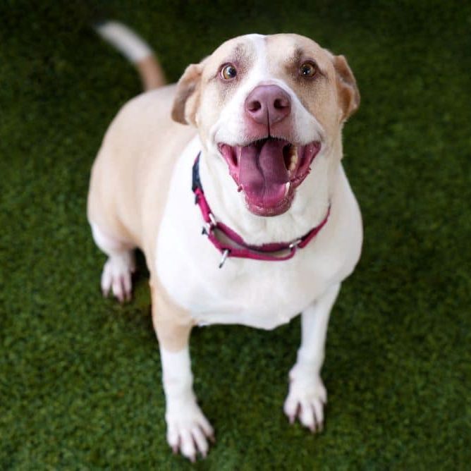 Dolly 925020 SDC 122124 FS1 JD Hires