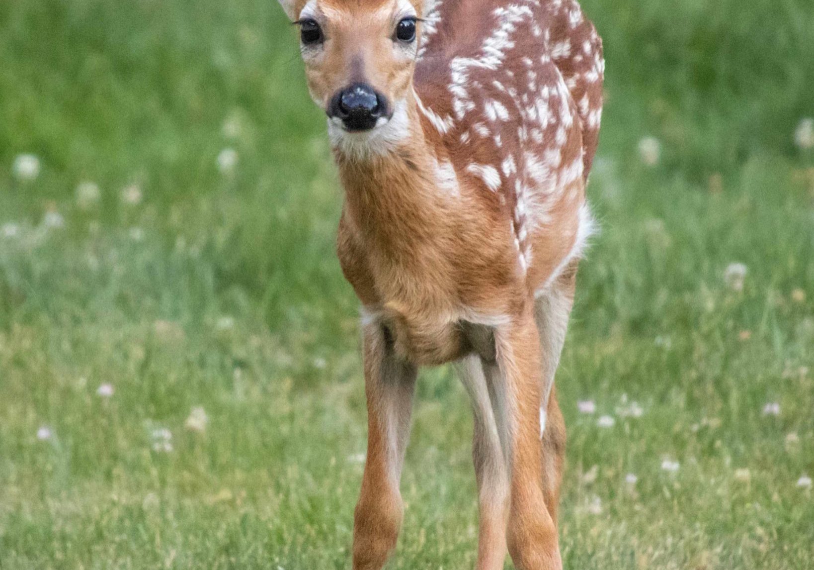 Fawn