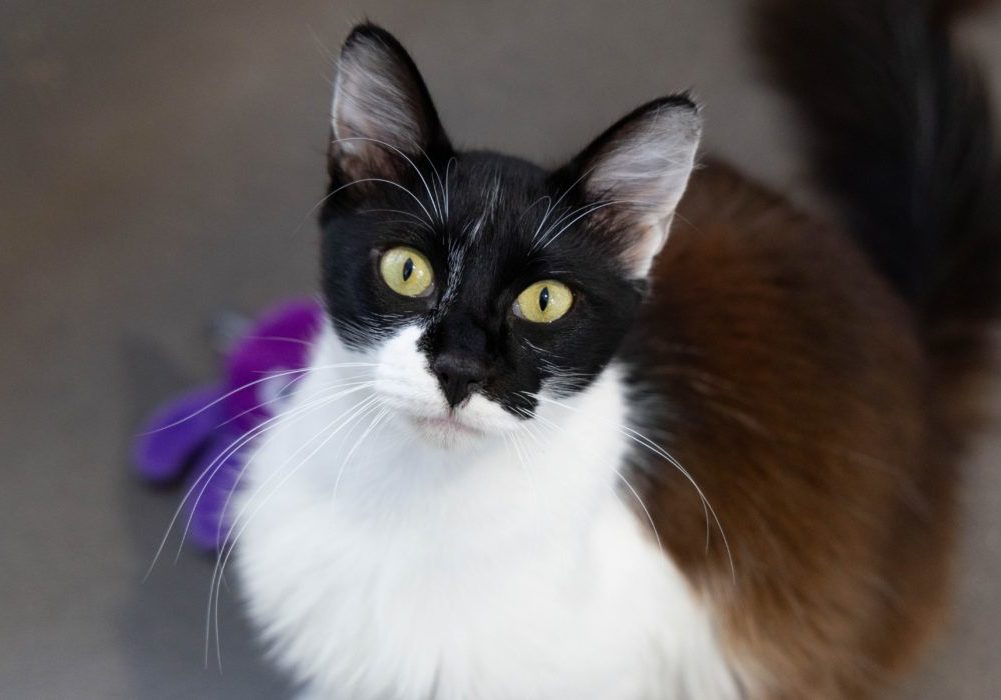 black and white fluffy cat