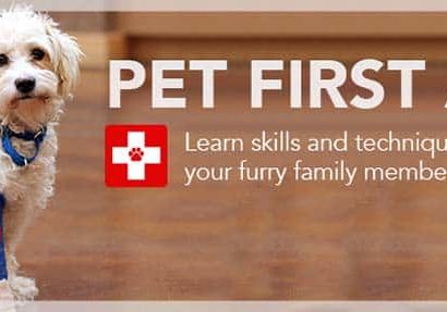 First Aid Tips For Pet Owners