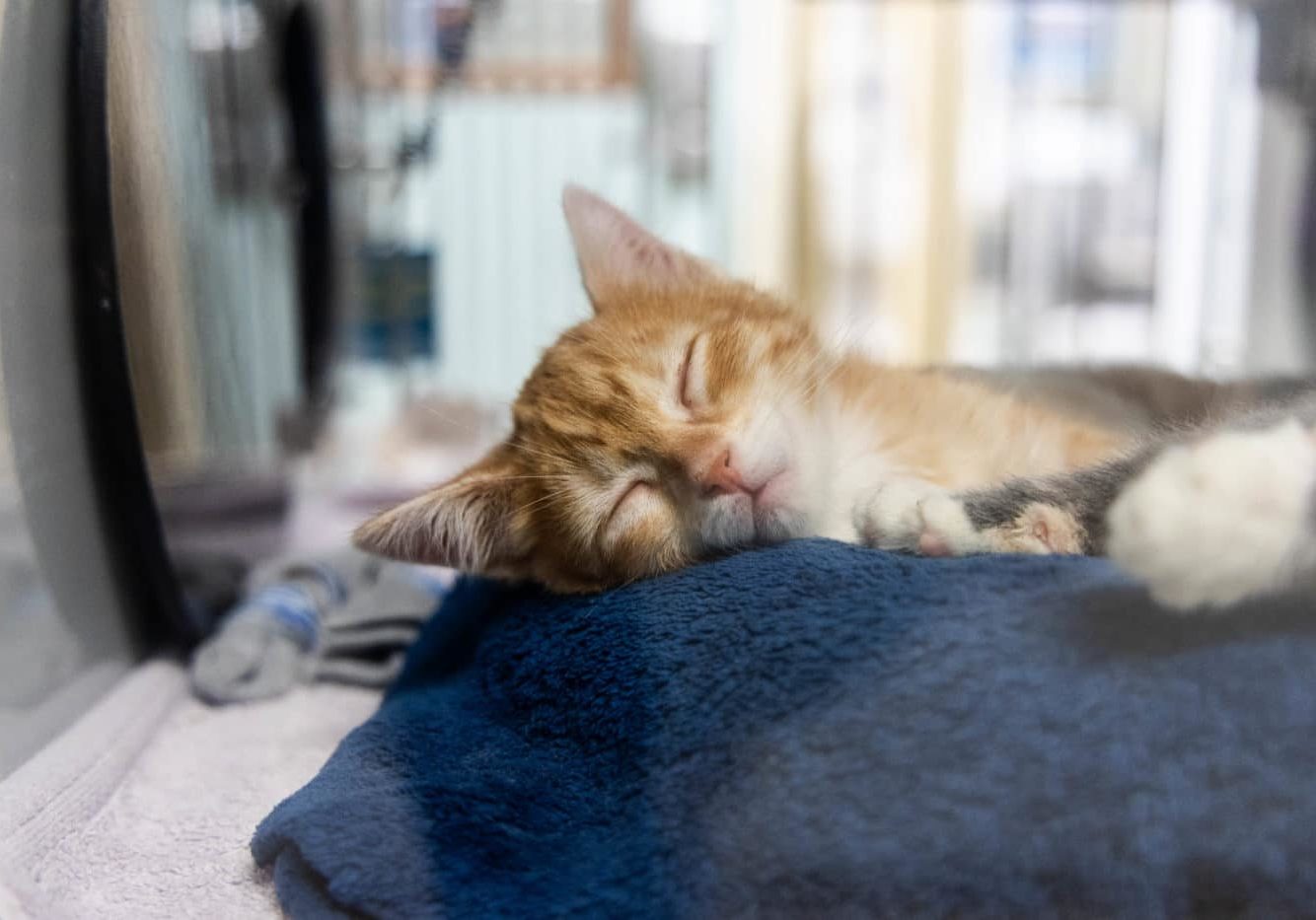 An orange and white cat taking a nap on a blanket