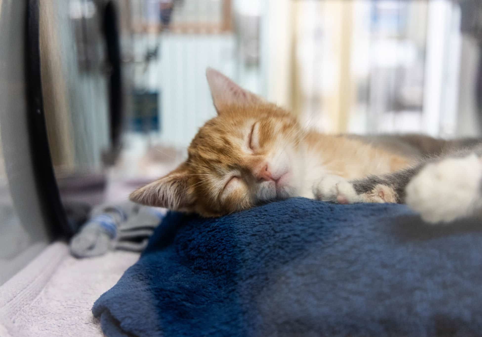 An orange and white cat taking a nap on a blanket