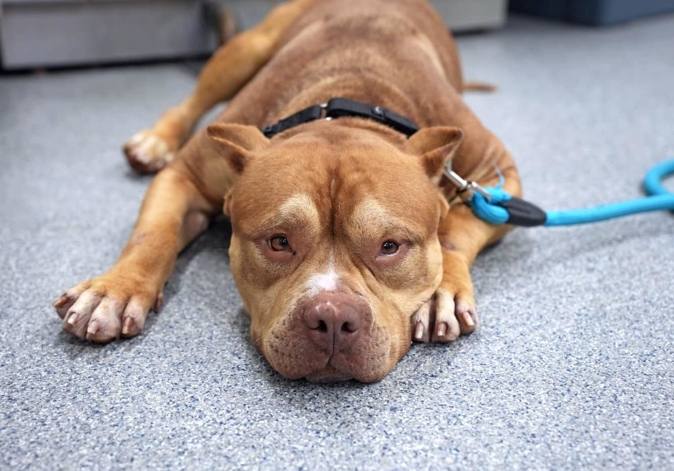 A dog laying on the ground looking sad