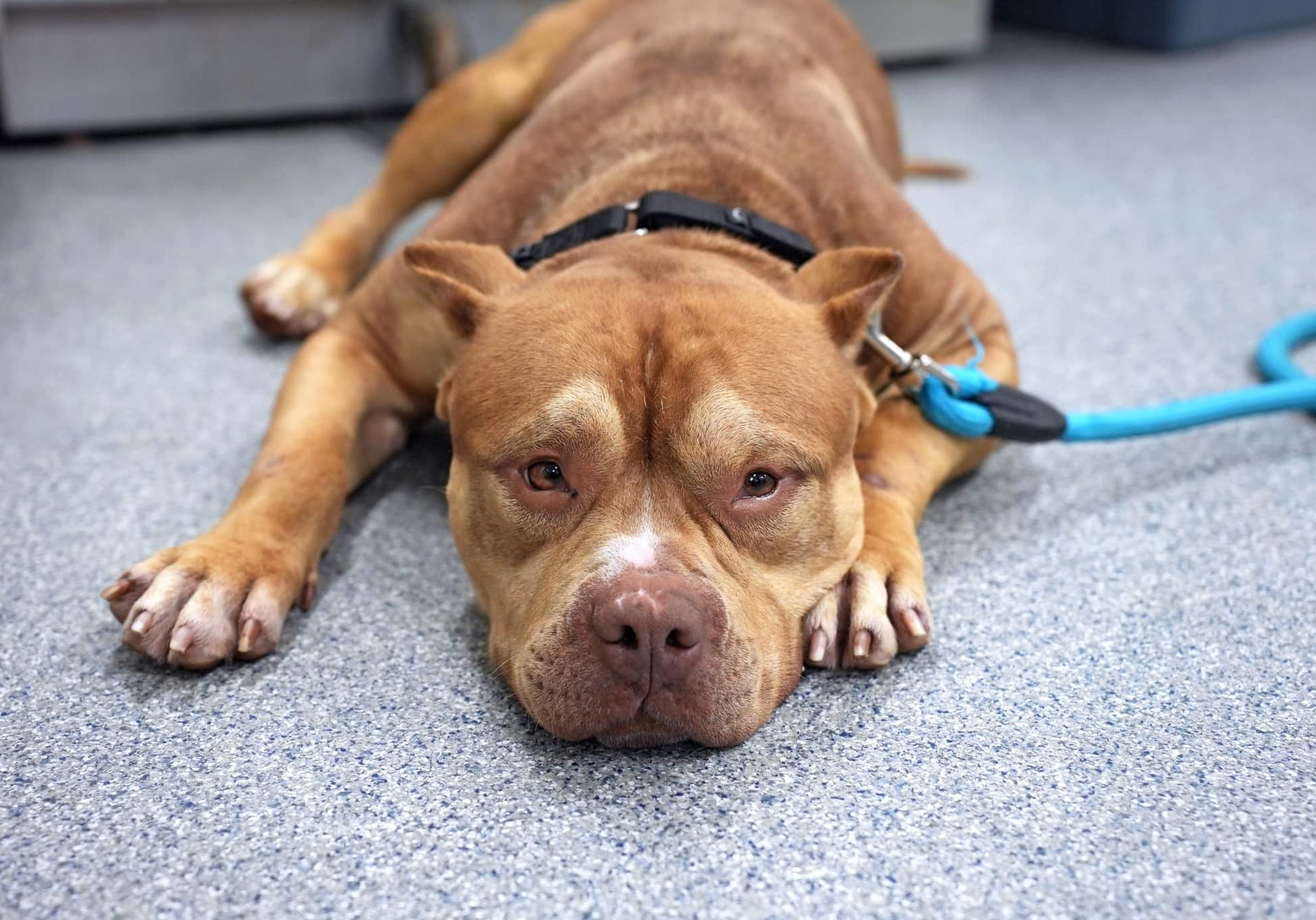 A dog laying on the ground looking sad