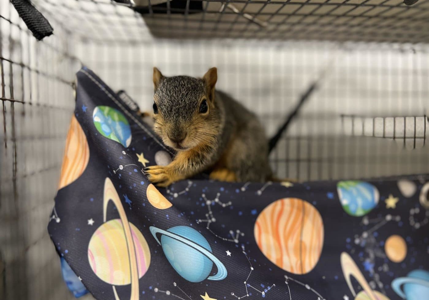 Fox Squirrel.jpg