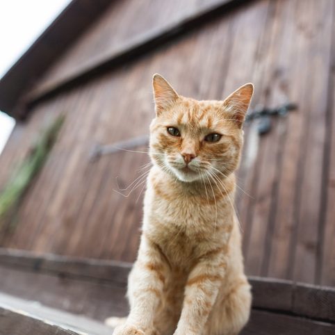 Big cute red cat looking at camera, sitting on the stairs on wooden barn background.