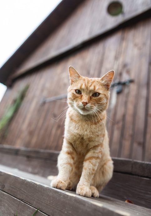 Big cute red cat looking at camera, sitting on the stairs on wooden barn background.