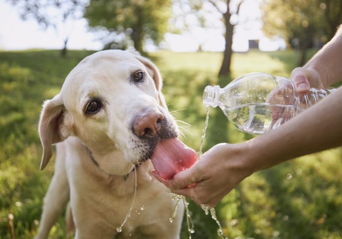 Dog drinking water from plastic bottle. Pet owner takes care of his labrador retriever during hot sunny day.