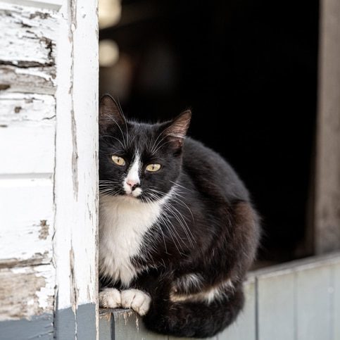 Barn cat looking out the barn door.
