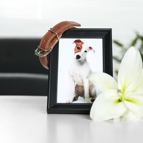 Frame with picture of dog, collar and lily flower on white table indoors, closeup. Pet funeral