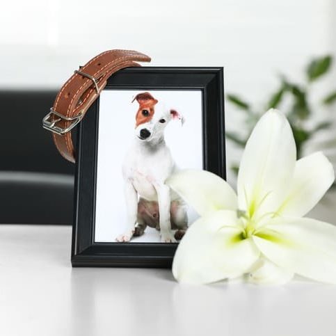 Frame with picture of dog, collar and lily flower on white table indoors, closeup. Pet funeral