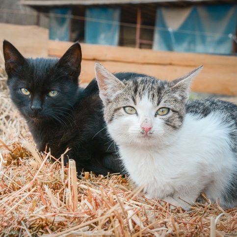 A black and a tabby cat are resting on a bale of straw in the backyard of an animal sanctuary