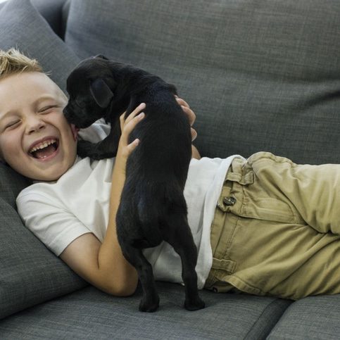 A young boy of elementary age is playing with his chihuahua pug puppy at Christmas. He has just gotten this dog as a Christmas gift, as his family adopted the animal for him. They sit in their living room on a grey couch. The dog is licking the boy's face