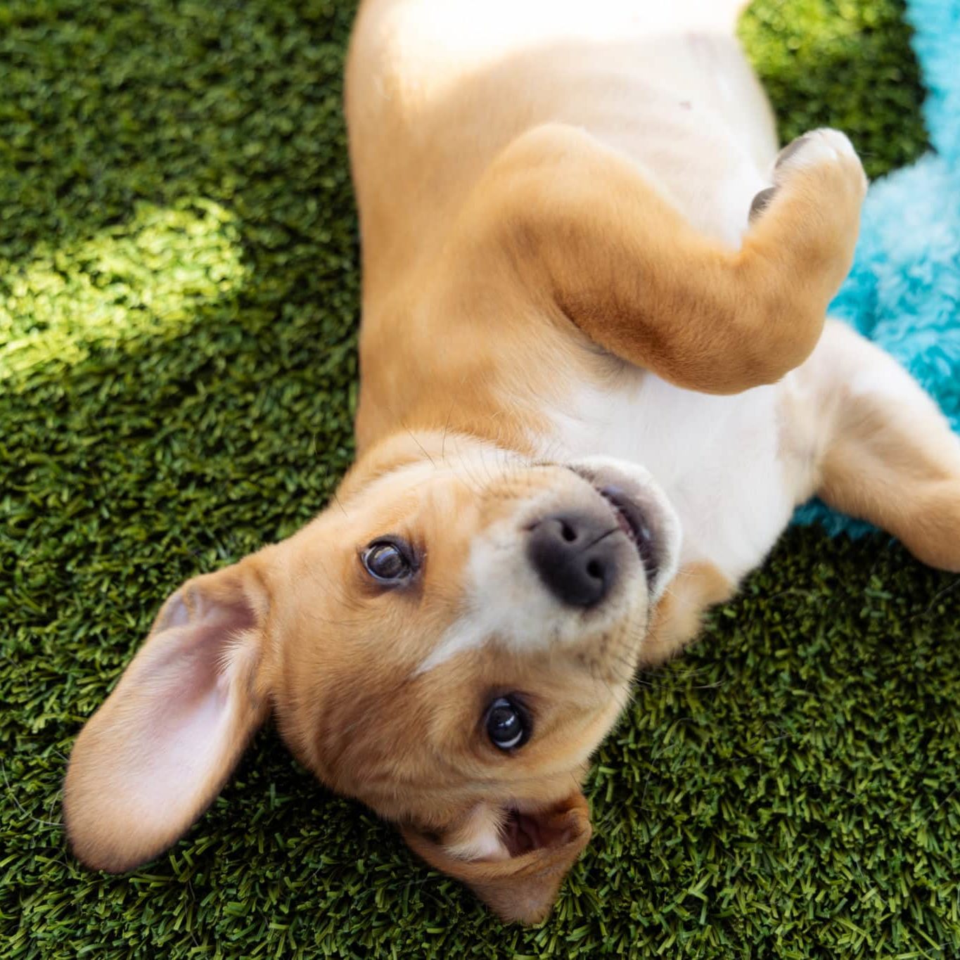 Give Humane Day 062724 PT SDC 6