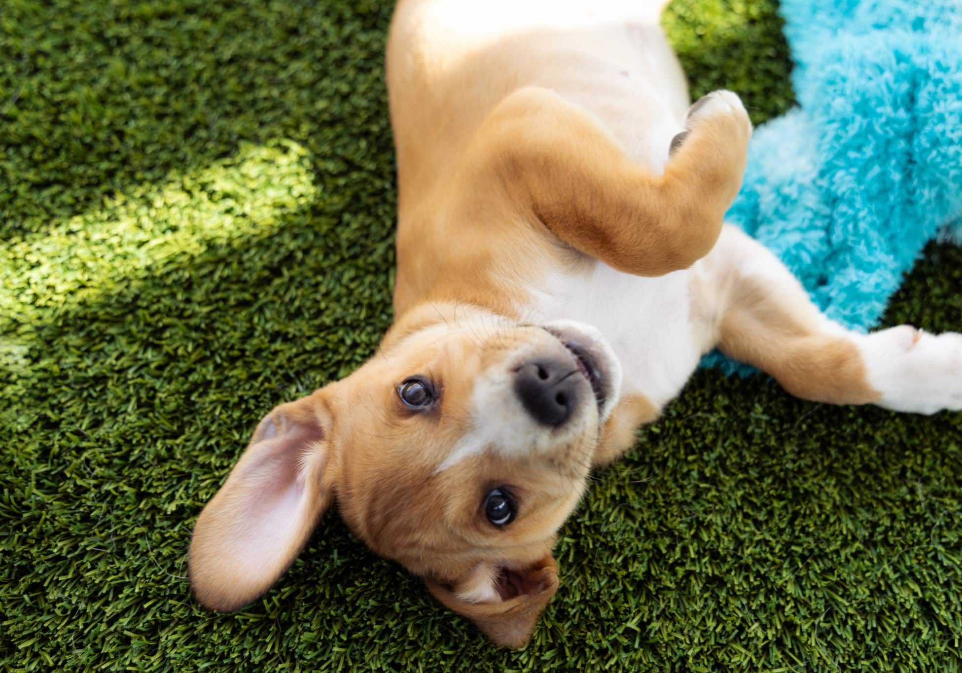 Give Humane Day 062724 PT SDC 6