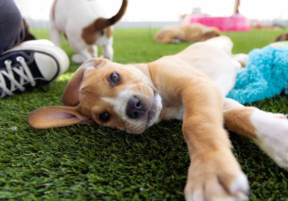 Give Humane Day 062724 PT SDC 7