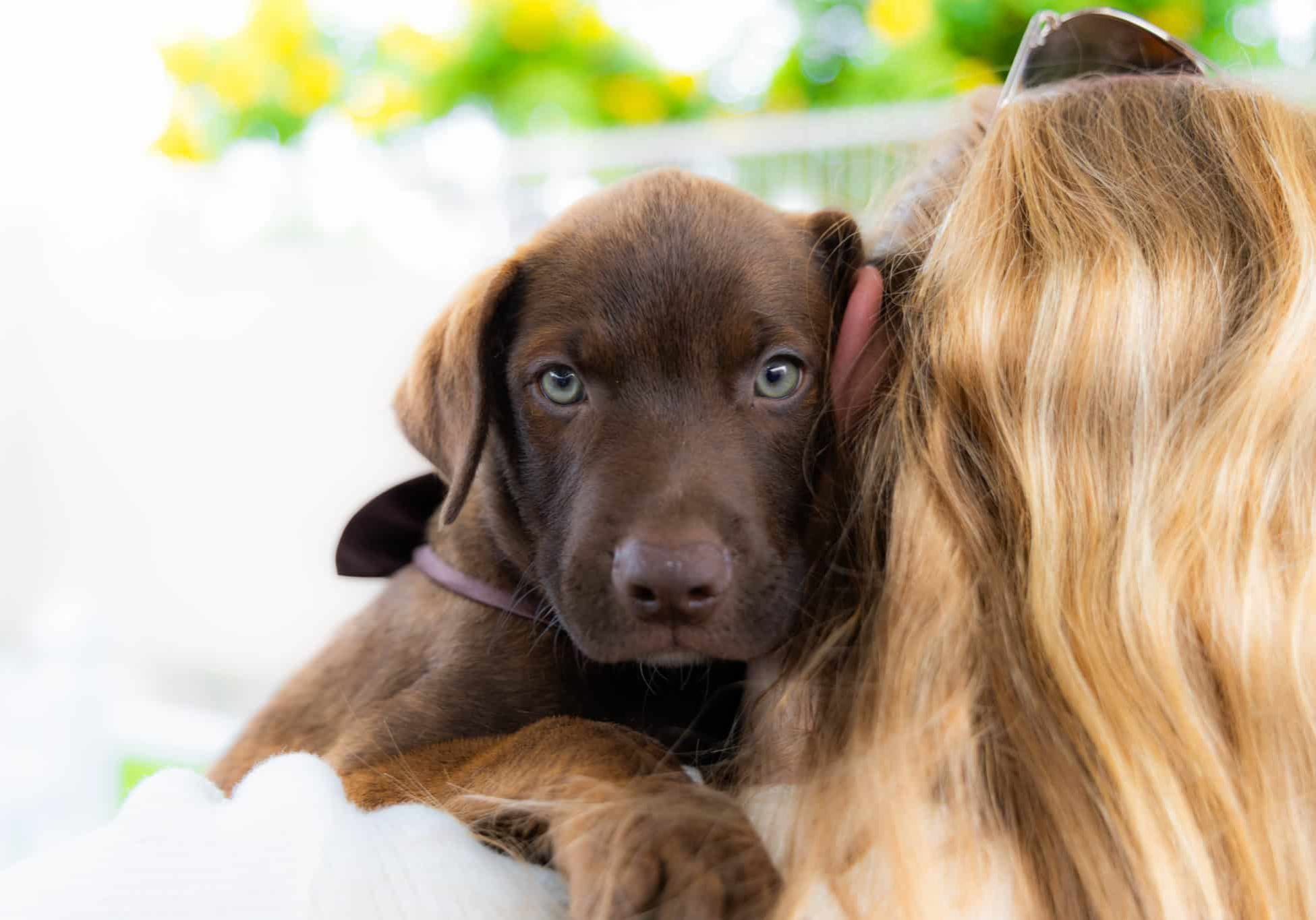 A chocolate lab puppy being held