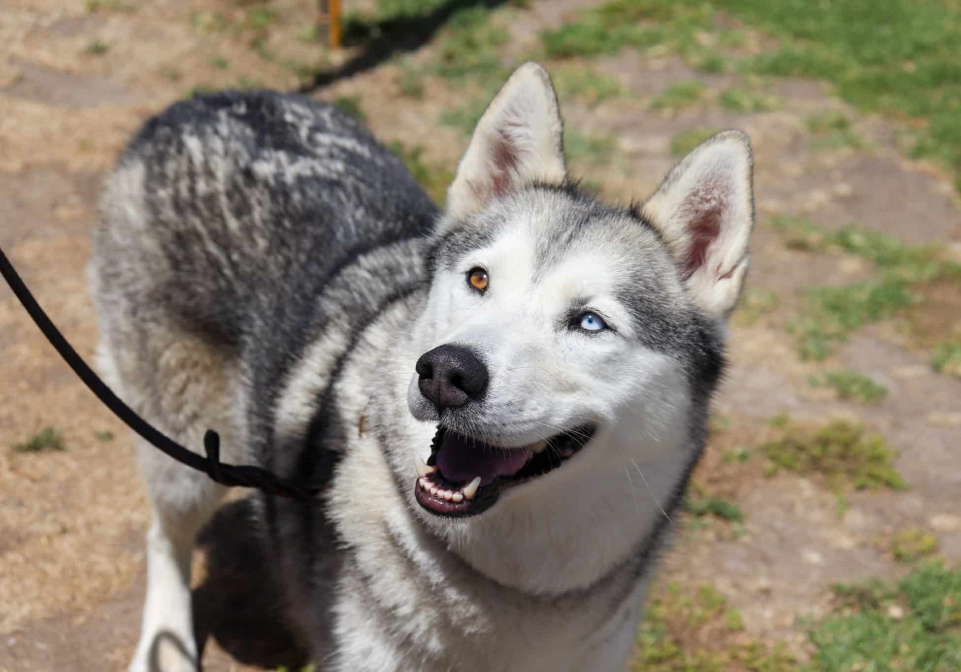 A dog with one blue eye and one brown eye wearing a leash and focusing on their handler