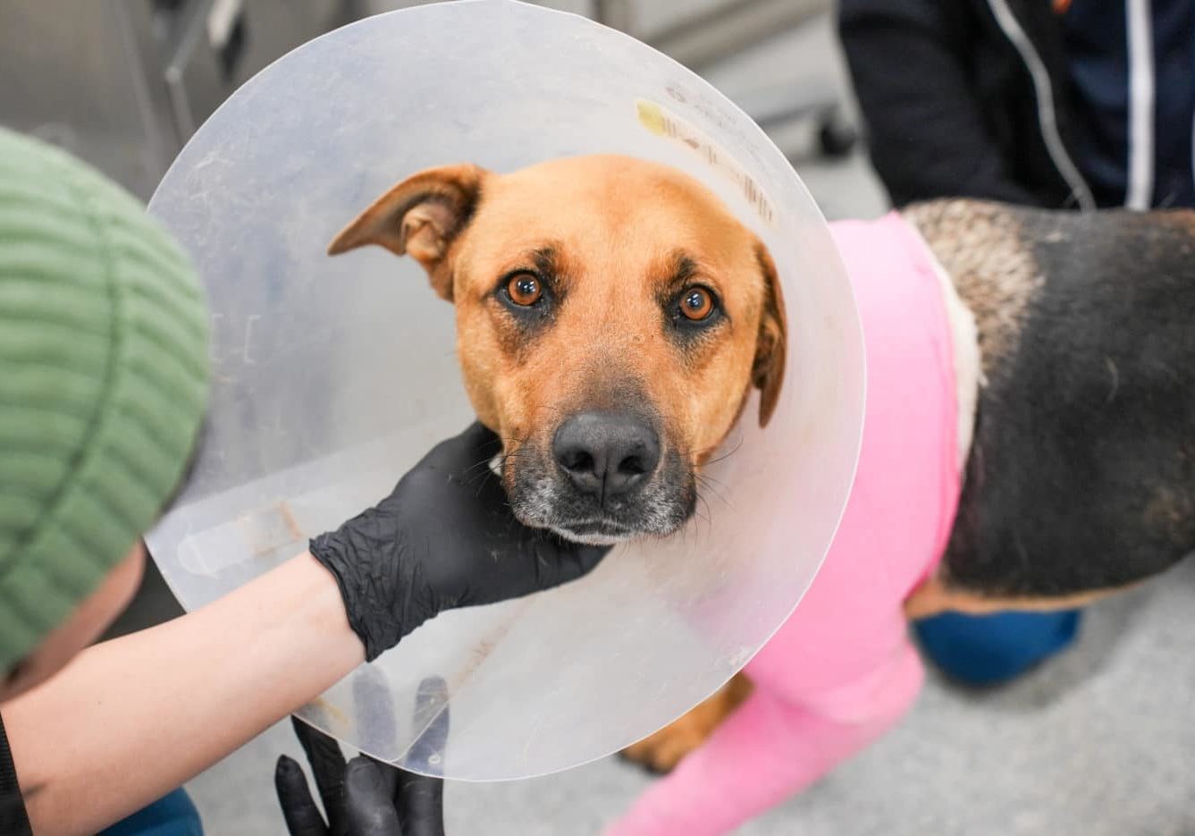 A dog wearing a cone and a pink cast at the vet