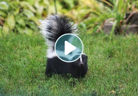 Humane Deterrents For Rodents