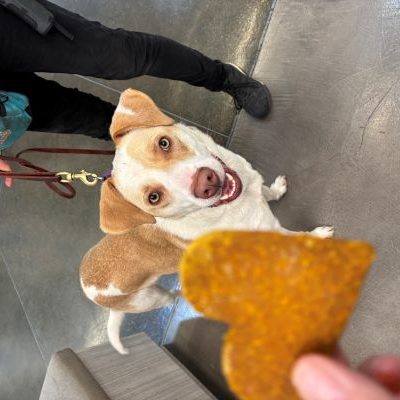 heart treat for dog