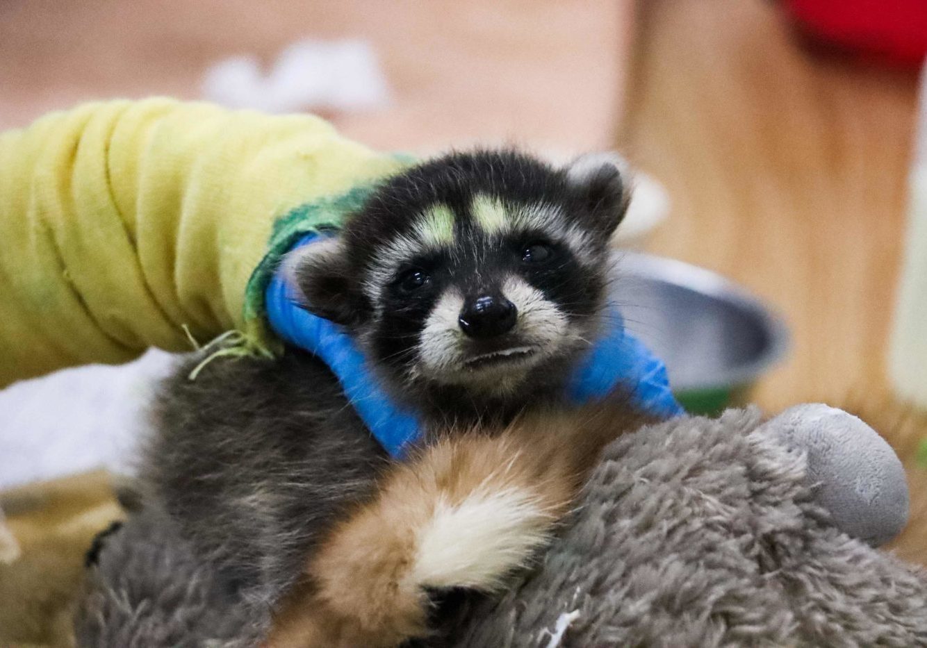 Infant Raccoon