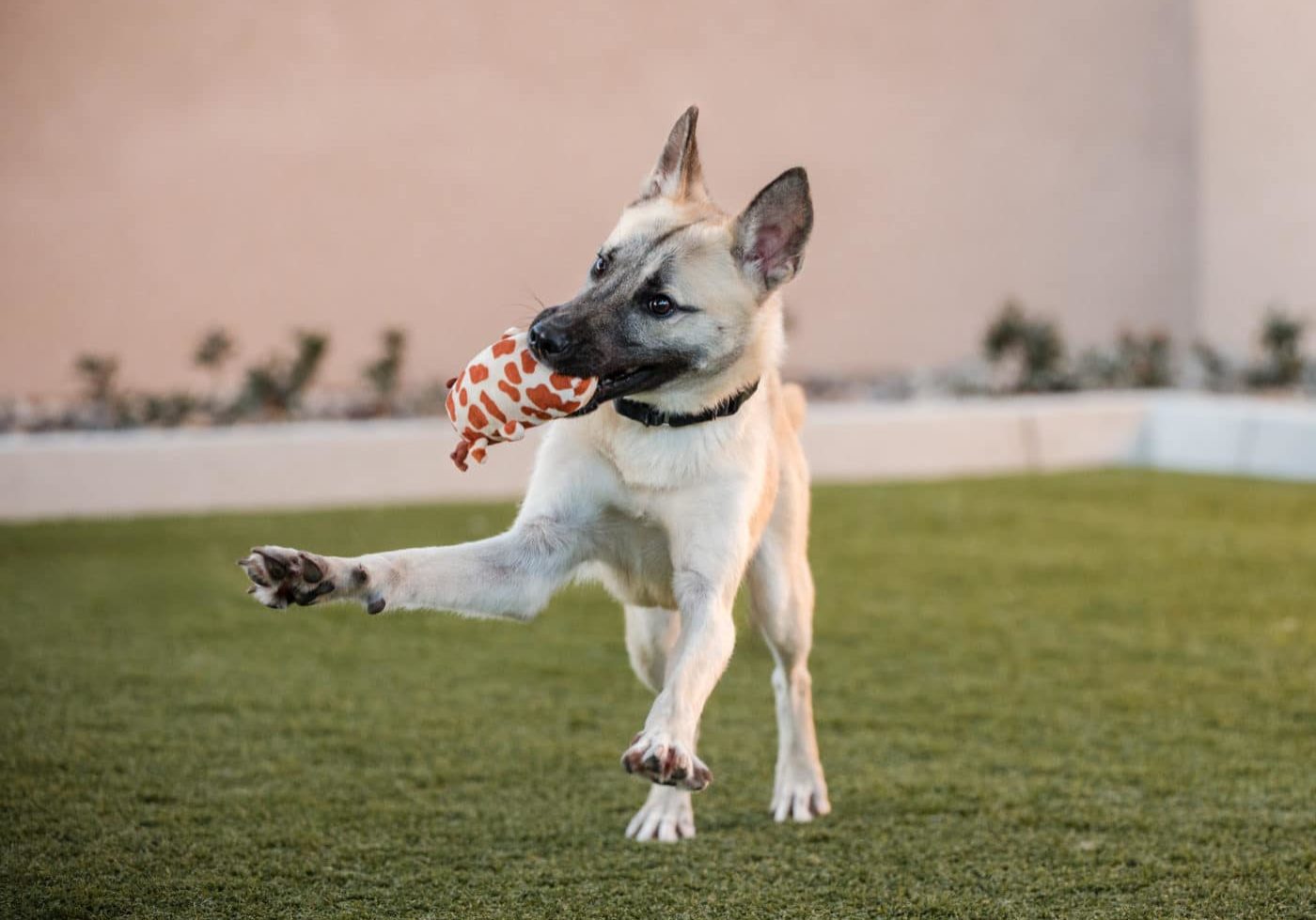 A dog playing with a toy in their mouth