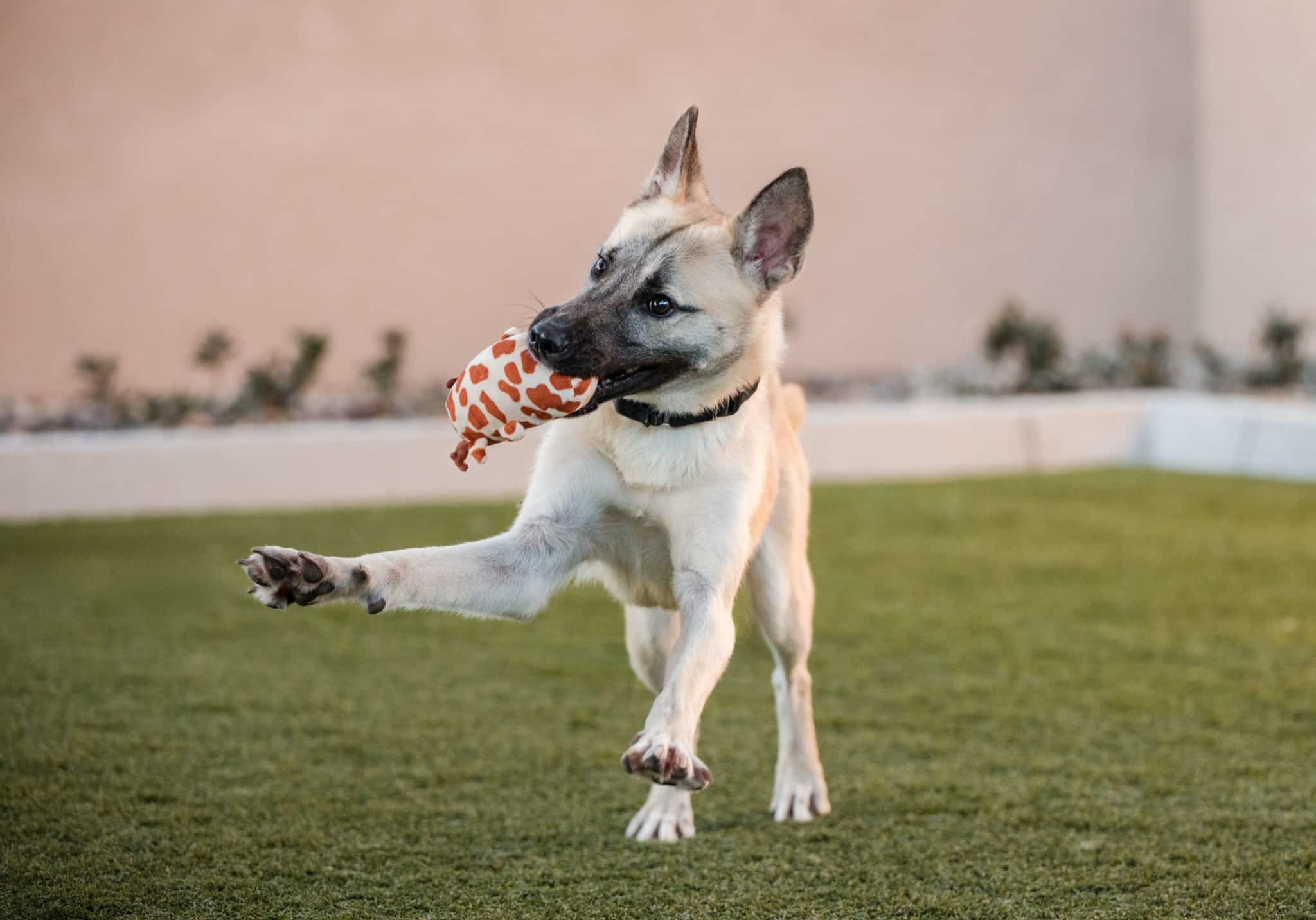 A dog playing with a toy in their mouth