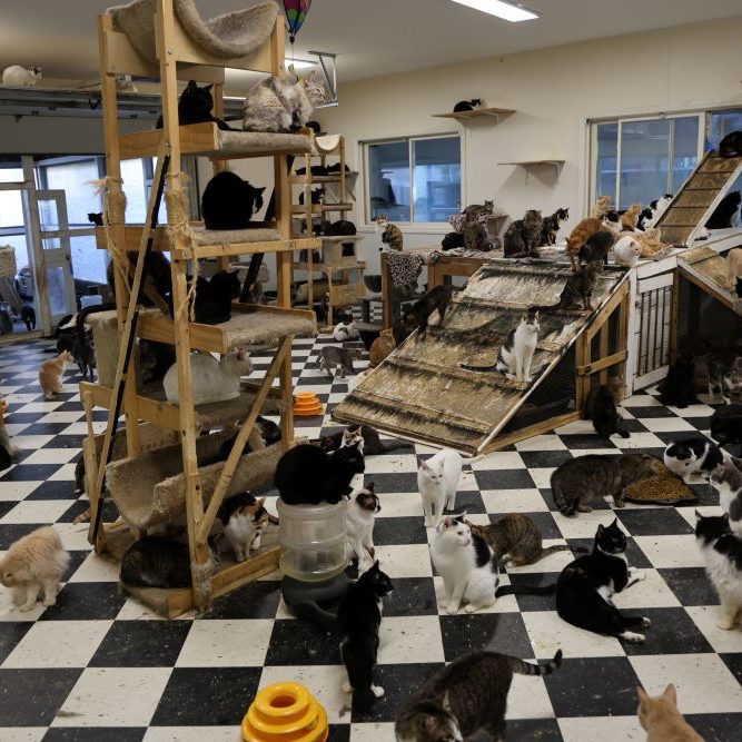 Emergency Rescue | San Diego Humane Society
