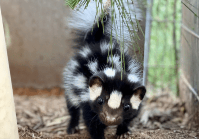 Juvenile Skunk2