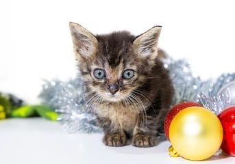 Kitten Holidays Shoot 53